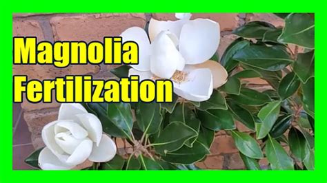 Fertilizing Magnolia Seedlings
